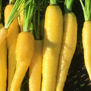 Yellow Carrot Seeds