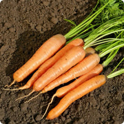 Little Finger Carrot Seeds