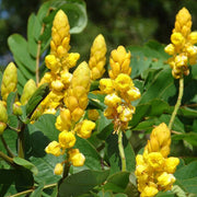 Alata Cassia Seeds