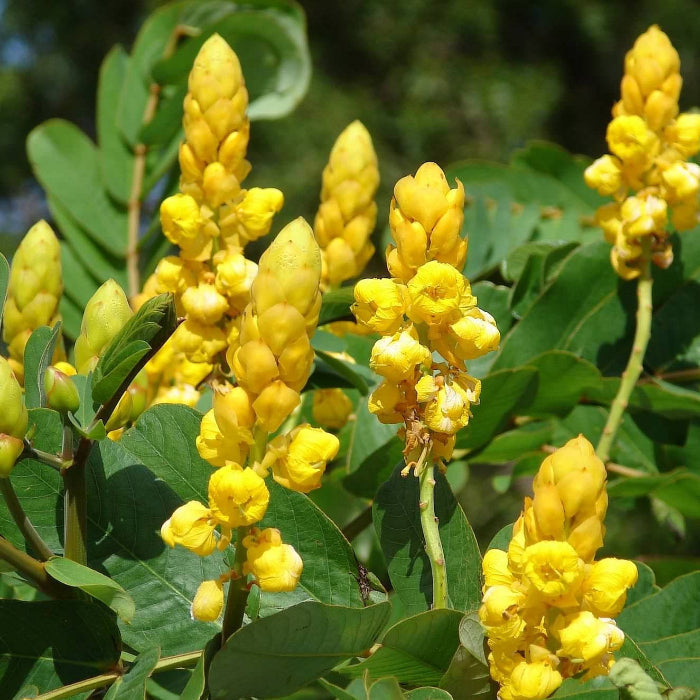 Alata Cassia Seeds