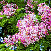 Baby Pink Forsythia Seeds