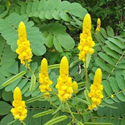 Alata Cassia Seeds