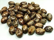 Castor Bean Seeds - Herbal Seeds