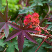Palma Christi Castor Bean Seeds, Herbal