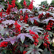 Palma Christi Castor Bean Seeds, Herbal