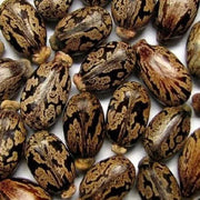 Castor Bean Seeds - Herbal Seeds