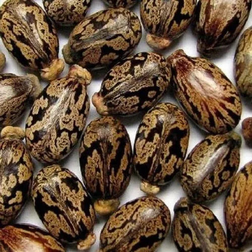 Castor Bean Seeds - Herbal Seeds