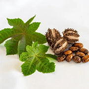 Castor Bean Seeds - Herbal Seeds