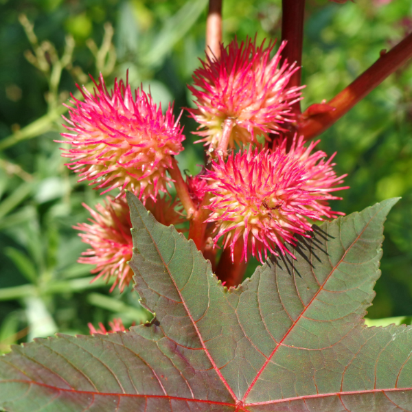 Palma Christi Castor Bean Seeds, Herbal