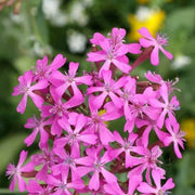 Silene armeria Seeds, Wildflower Catchfly