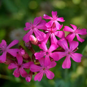 Silene armeria Seeds, Wildflower Catchfly