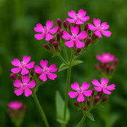 Silene armeria Seeds, Wildflower Catchfly