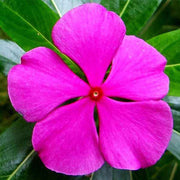 Periwinkle Catharanthus roseus Seeds