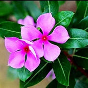 Periwinkle Catharanthus roseus Seeds