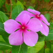 Periwinkle Catharanthus roseus Seeds