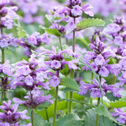 Aromatic Perennial Catmint Seeds
