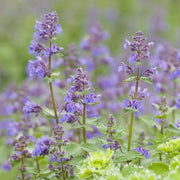 Aromatic Perennial Catmint Seeds
