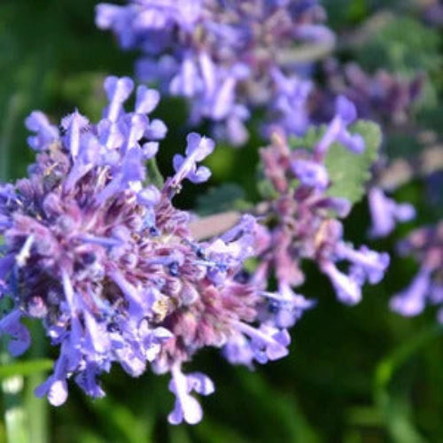 Blue Catmint Seeds, Herbal