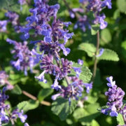 Blue Catmint Seeds, Herbal
