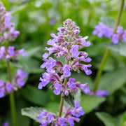 Persian Catmint Seeds, Herbal