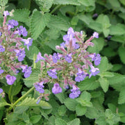 Persian Catmint Seeds, Herbal