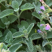 Catmint Seeds - All In One For Home Gardens