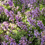 Catmint Seeds - All In One For Home Gardens