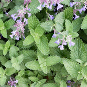 Catmint Seeds - All In One For Home Gardens