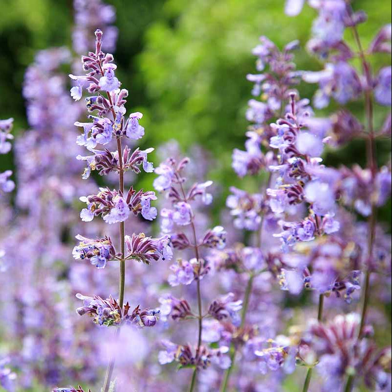 Aromatic Perennial Catmint Seeds