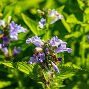 Blue Catmint Seeds, Herbal