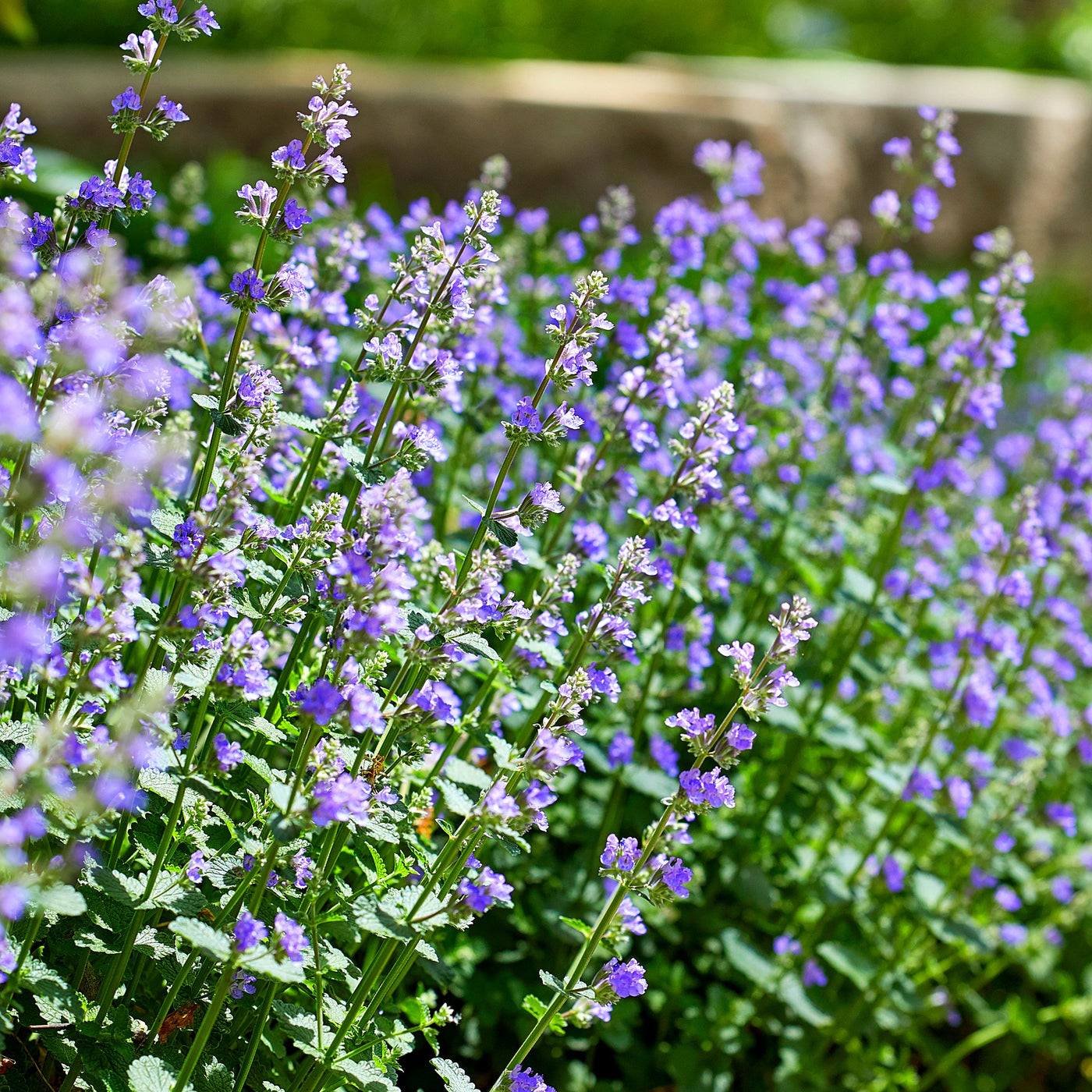 Catmint Seeds – Nepeta spp.