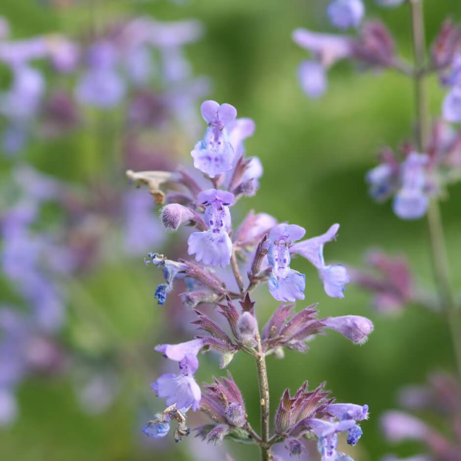 Persian Catmint Seeds, Herbal