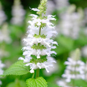 Heirloom Nepeta Cataria Catnip Seeds, Herbal