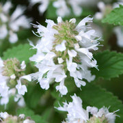 Heirloom Nepeta Cataria Catnip Seeds, Herbal