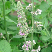 Perennial Mint Family Catnip Seeds
