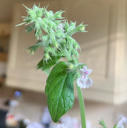 Perennial Mint Family Catnip Seeds