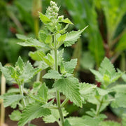 Nepeta cataria Catnip Seeds, Herbal