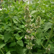 Nepeta cataria Catnip Seeds, Herbal