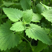Nepeta cataria Catnip Seeds, Herbal