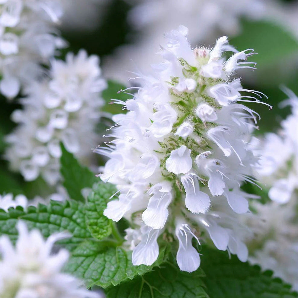 Heirloom Nepeta Cataria Catnip Seeds, Herbal