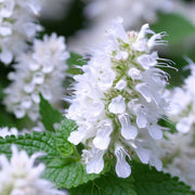 Heirloom Nepeta Cataria Catnip Seeds, Herbal