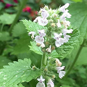 Heirloom Nepeta Cataria Catnip Seeds, Herbal