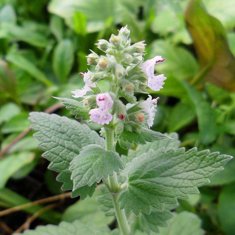 Perennial Mint Family Catnip Seeds
