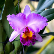Cattleya Seeds - All In One For Home Gardens