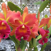 Cattleya Seeds - Flower Plant for Home Gardens