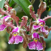 Cattleya Seeds - All In One For Home Gardens