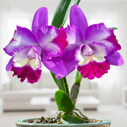 Cattleya Seeds - Flower Plant for Home Gardens