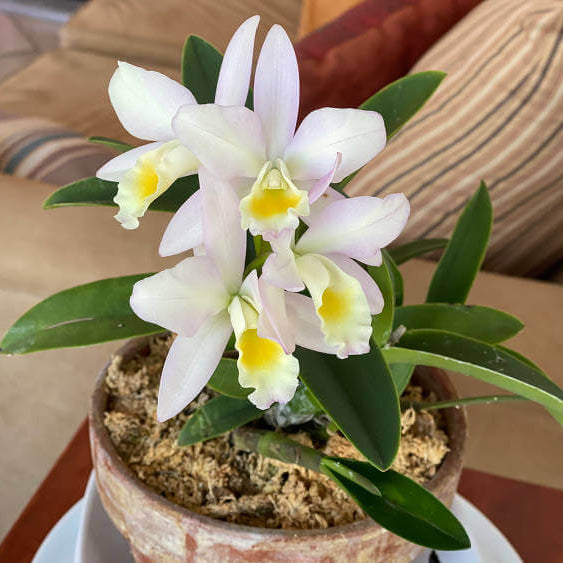 Cattleya Seeds - Flower Plant for Home Gardens