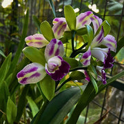 Cattleya Seeds - Flower Plant for Home Gardens
