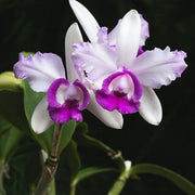 Cattleya Intermedia Orchid Seeds